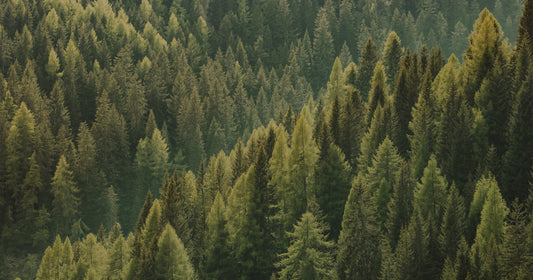 Giornata Internazionale delle Foreste:                            il nostro impegno nei confronti del pianeta